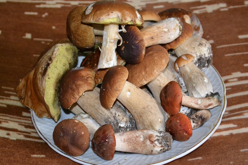 Pile of Mushrooms on Plate