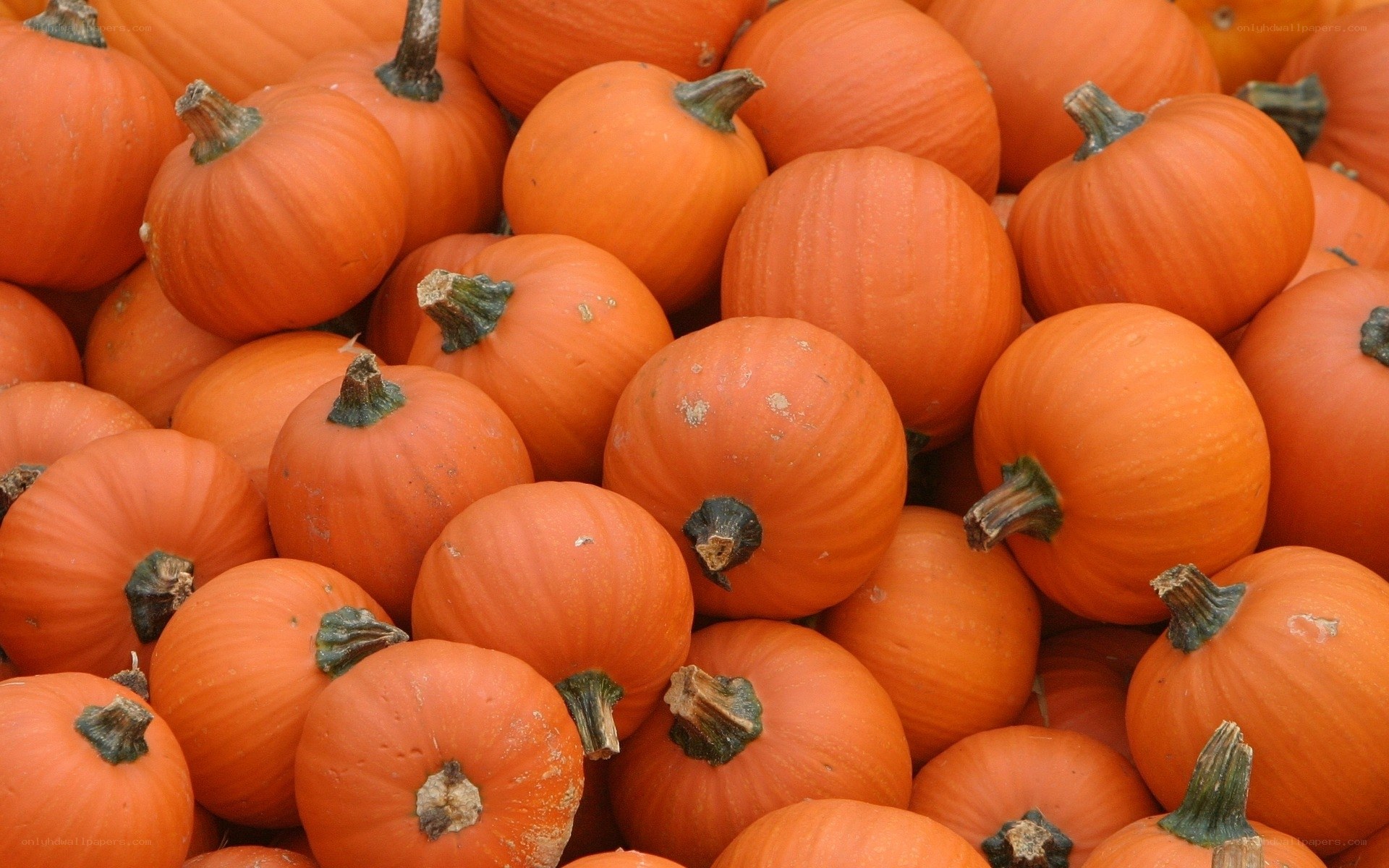 pile of orange pumpkins