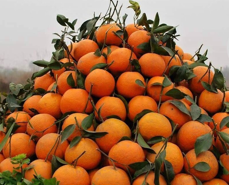 Pile of Oranges with Leaves