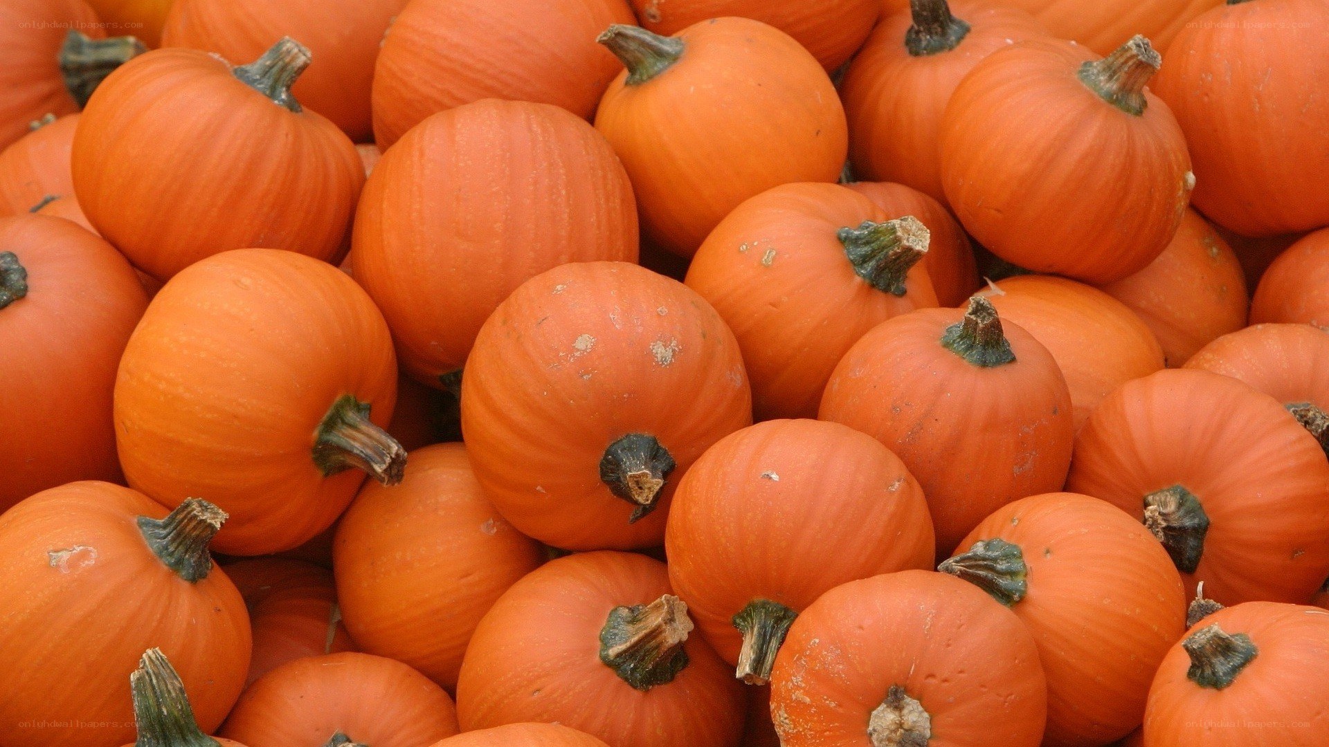 pile of pumpkins