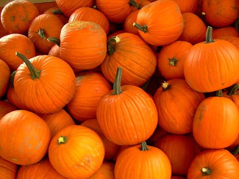 Pile of Pumpkins — Orange, Harvest