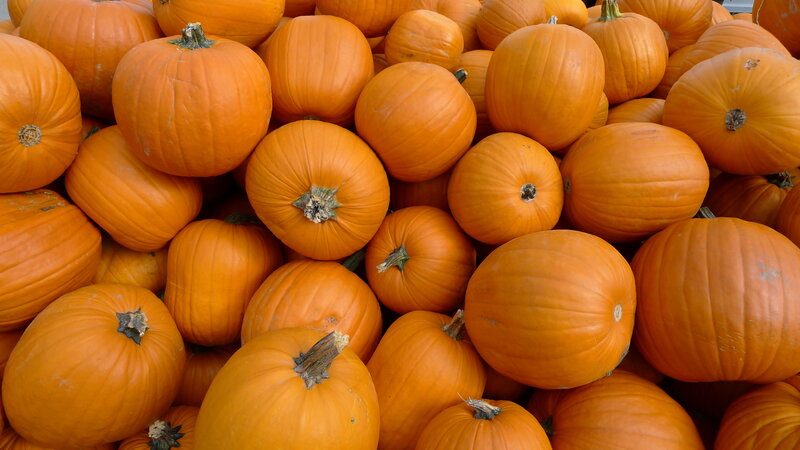Pile of Pumpkins — Orange