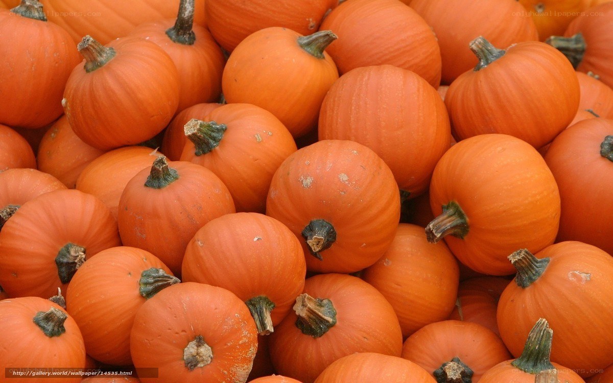 pile of pumpkins