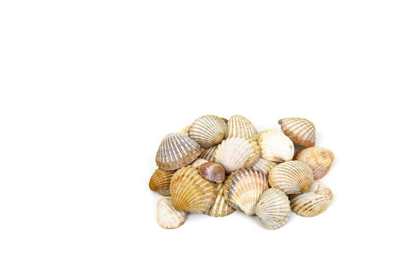Pile of Seashells — White