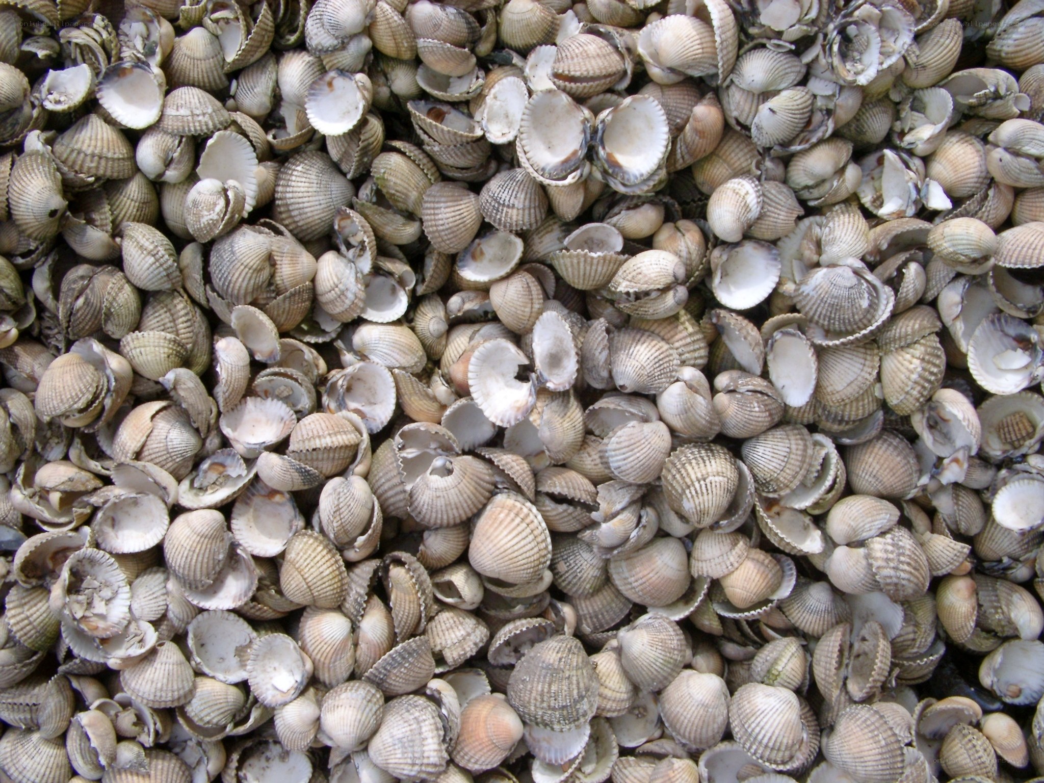 pile of seashells