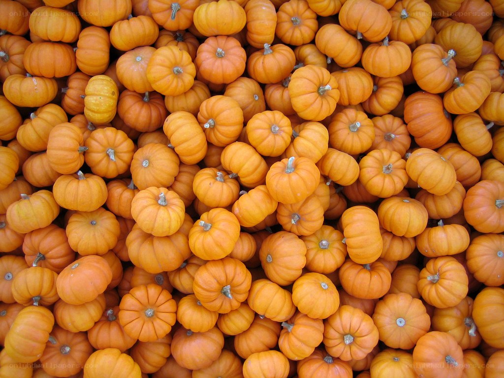 pile of small pumpkins