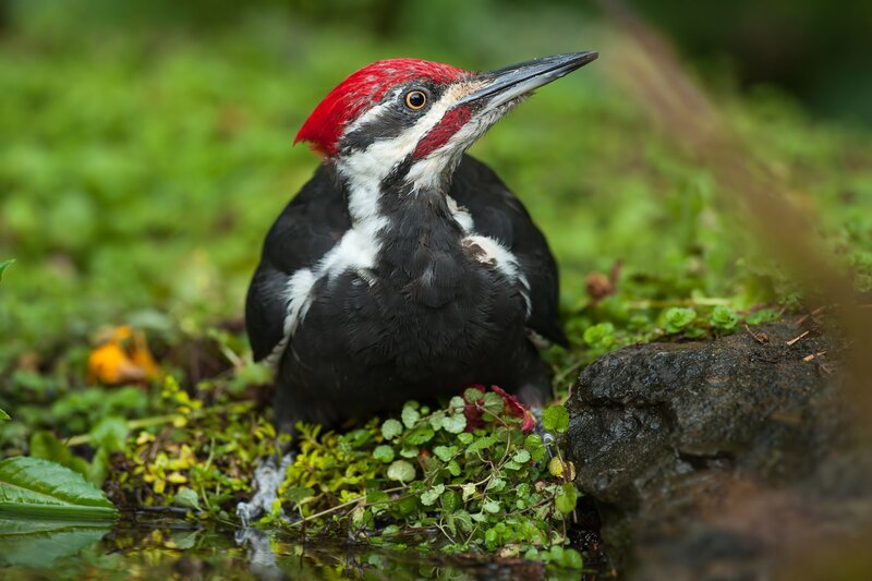 Pileated Woodpecker — Black