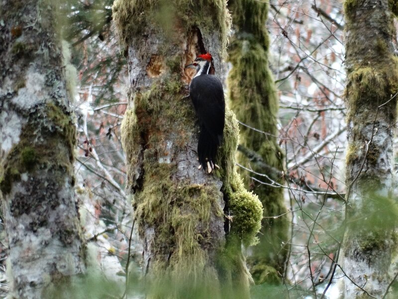 Pileated Woodpecker on Tree — Green