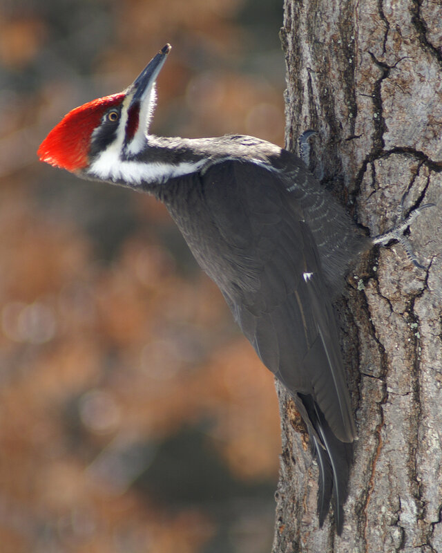 Pileated woodpecker on tree