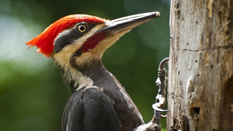 Pileated Woodpecker — Red