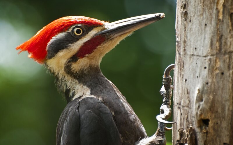 Pileated Woodpecker