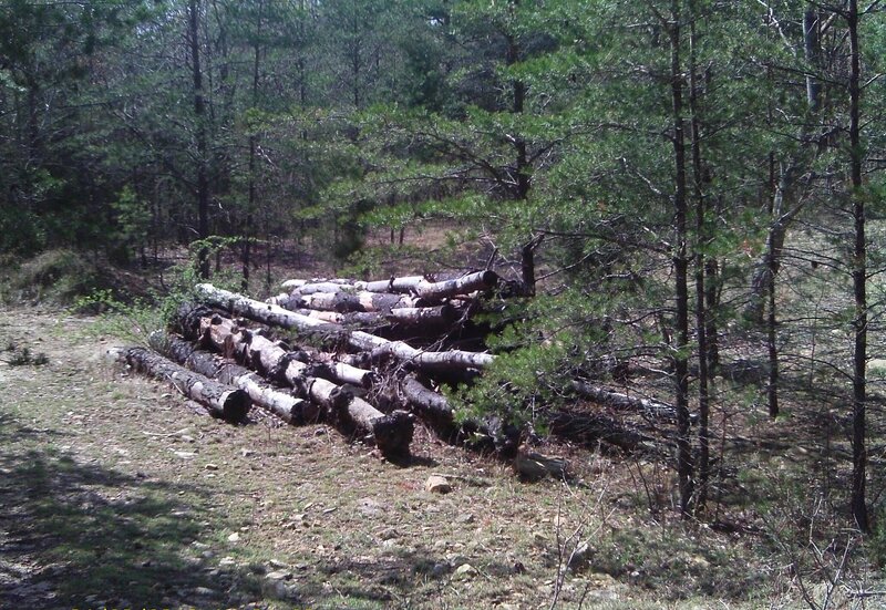 Piled Logs in Forest