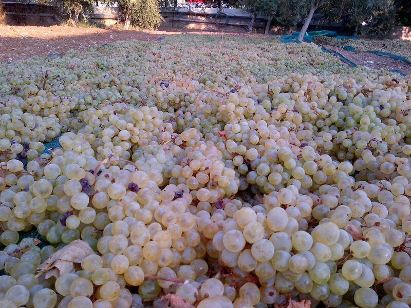 Piles of white grapes drying