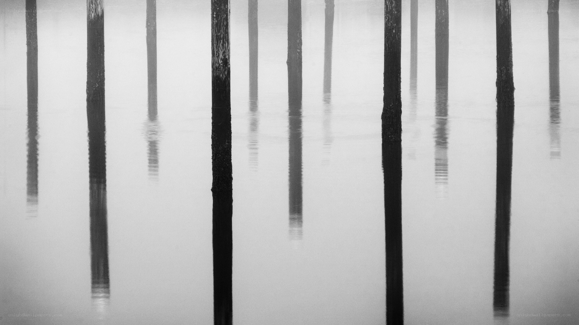Pilings in misty water