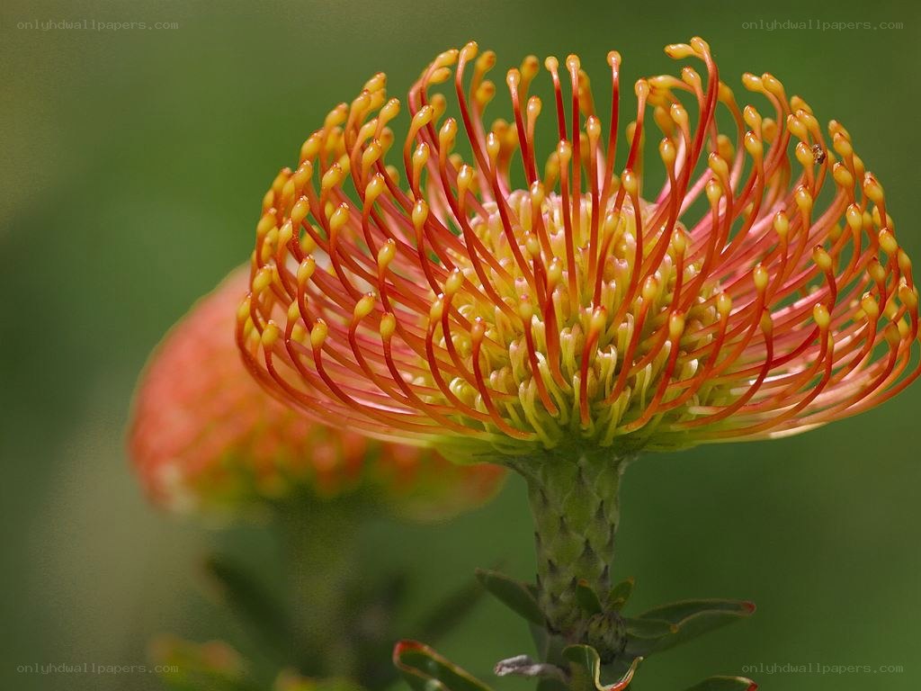 Pincushion flower close-up