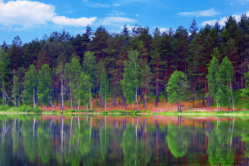 Pine and Birch Forest