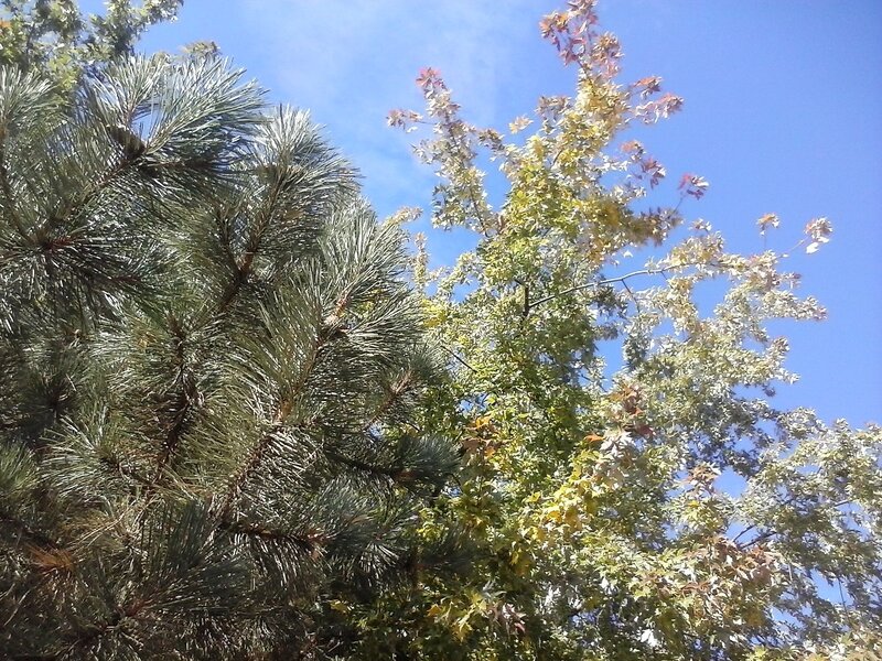 Pine and Maple Trees