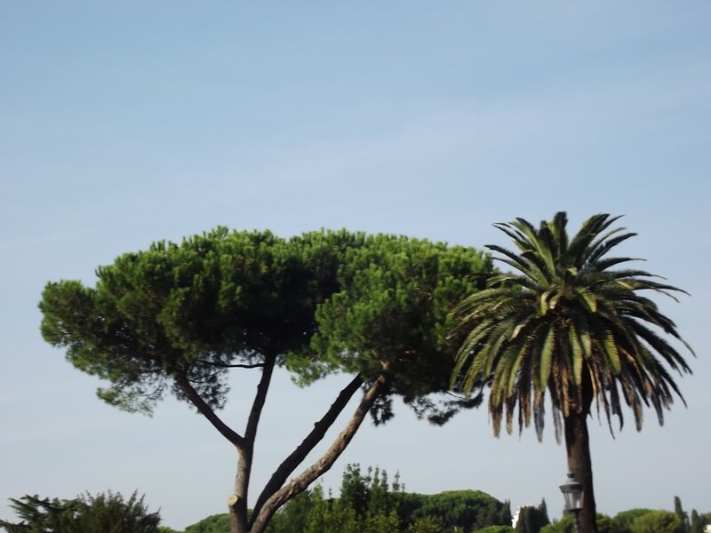 Pine and Palm Trees