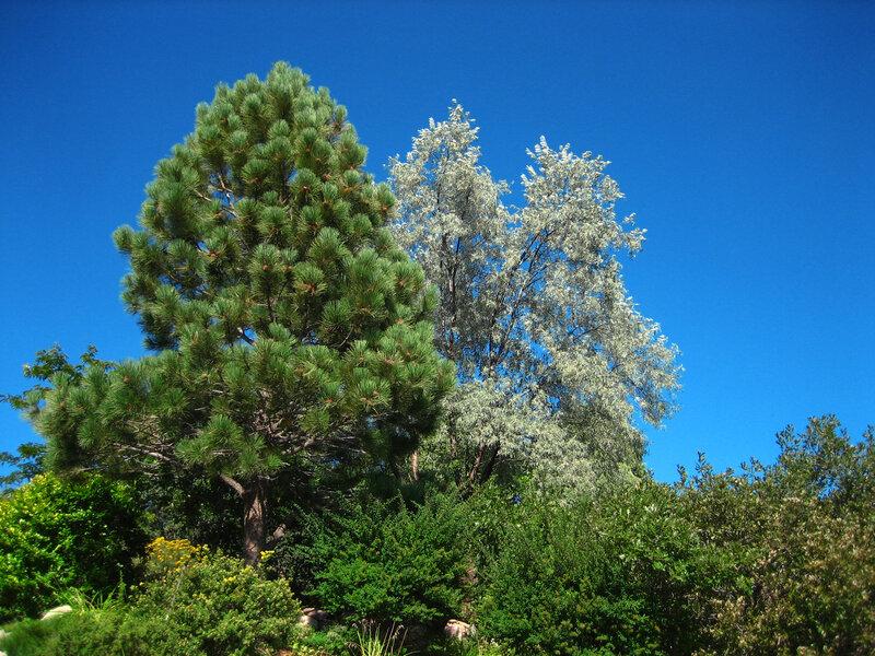 Pine and silver-leaf trees under blue sky