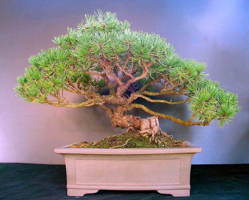 Pine bonsai tree in a pot