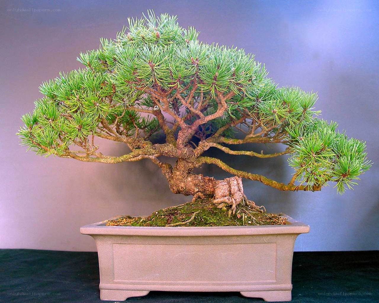 Pine bonsai tree in a pot