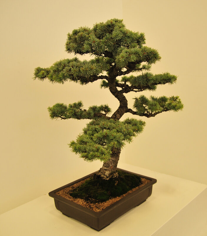 Pine bonsai tree in pot
