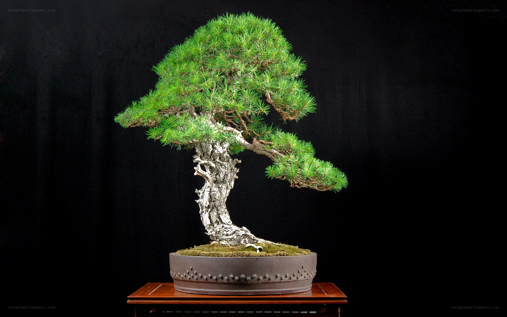 Pine bonsai tree on display