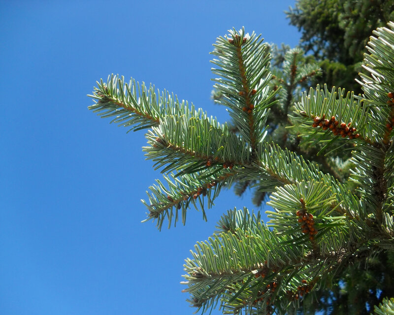 pine branch against blue sky