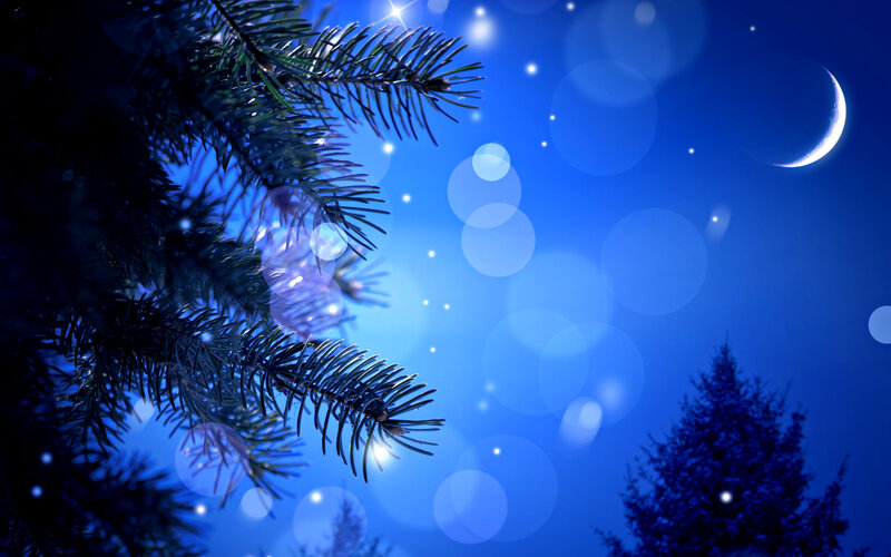 Pine Branch at Night