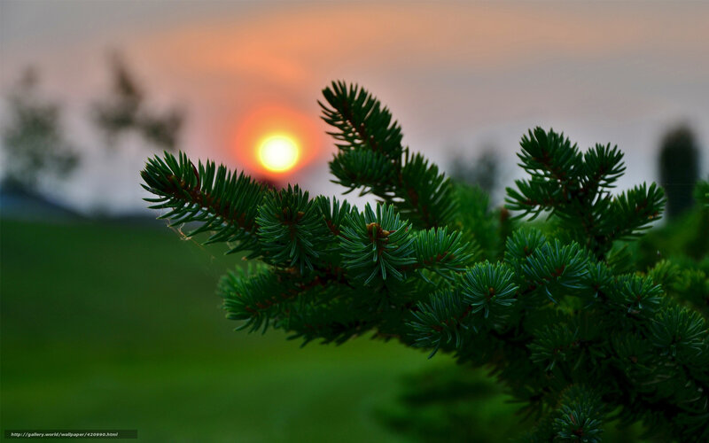 Pine Branch at Sunset — Green, Serene, Photograph, Sun