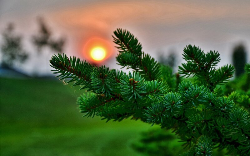 Pine Branch at Sunset — Green, Serene, Photograph