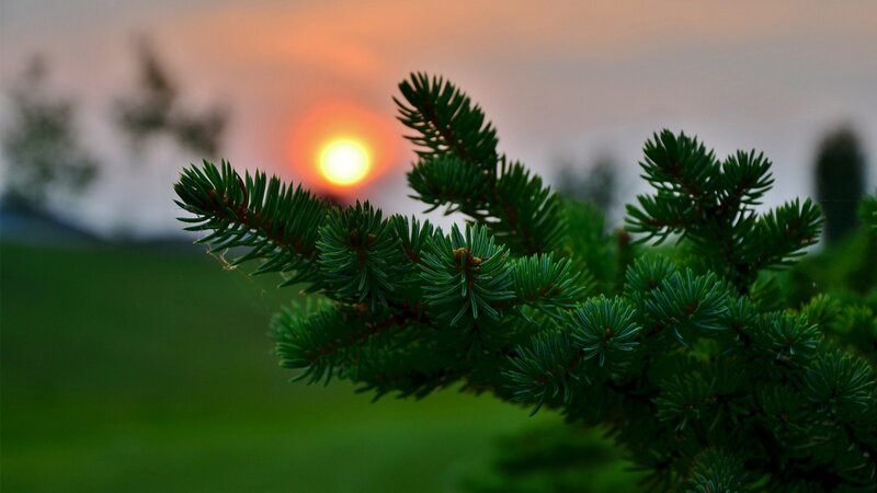 Pine Branch at Sunset — Green, Serene