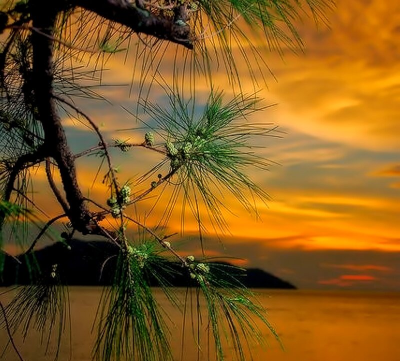Pine Branch at Sunset — Orange