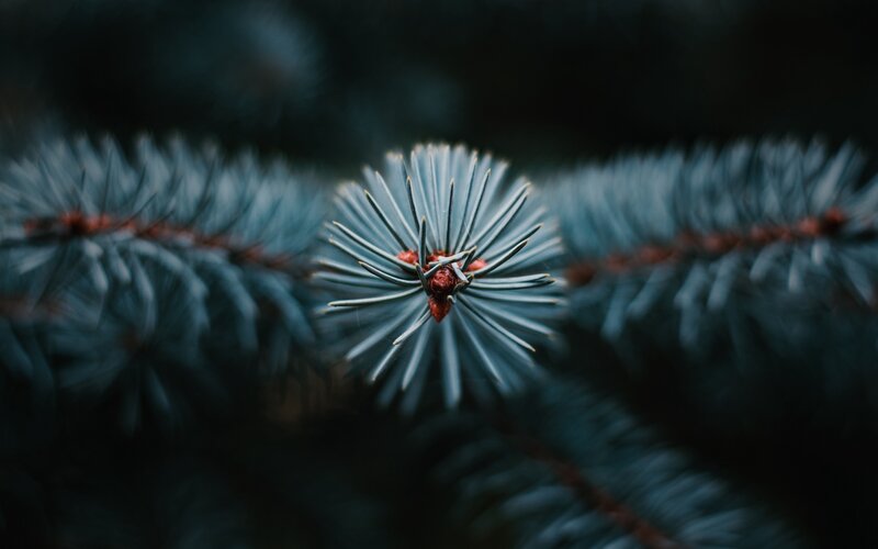 Pine Branch Close-up — Blue