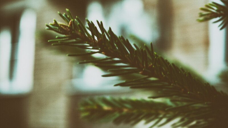Pine Branch Close-up