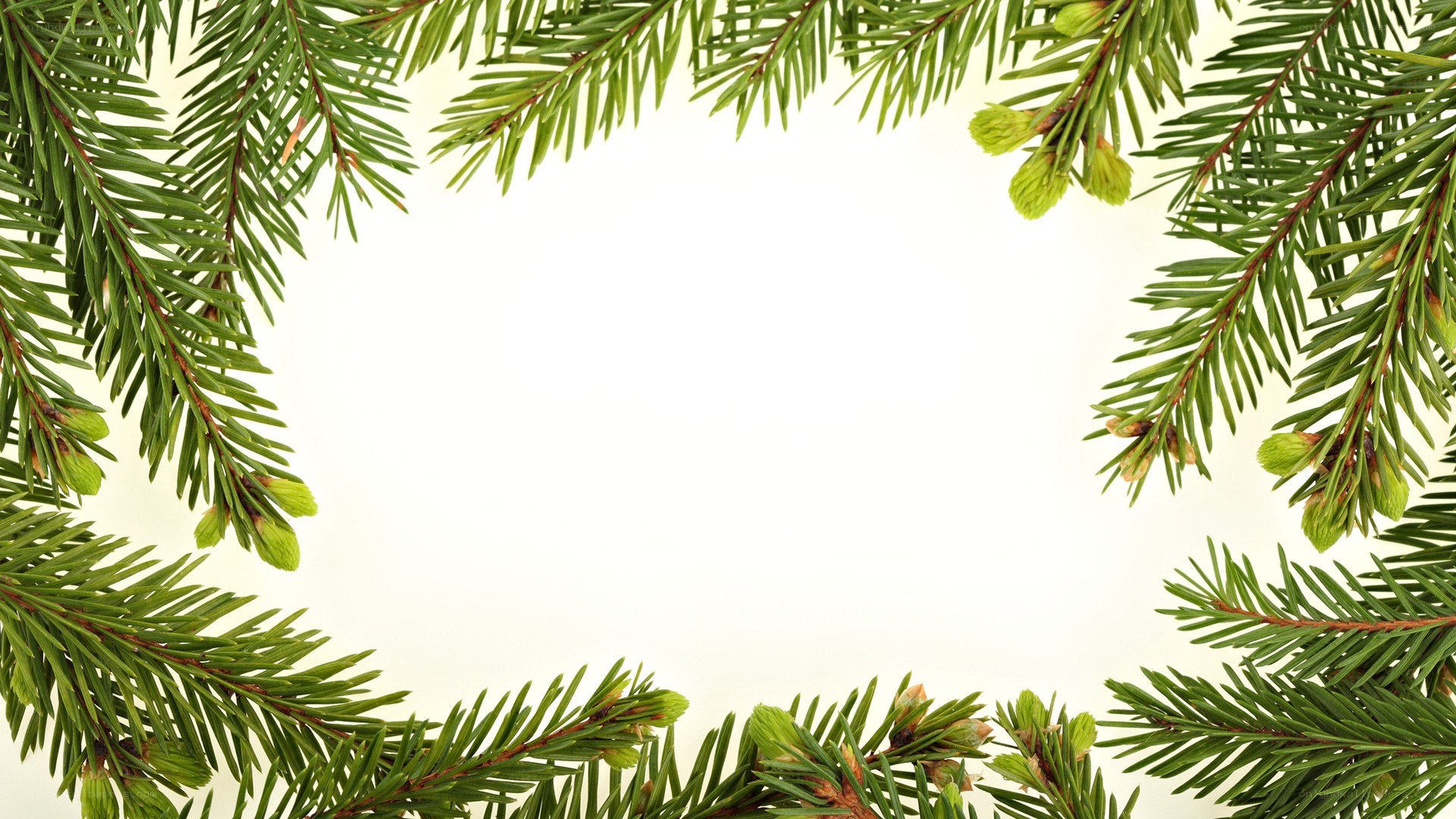 pine branch frame