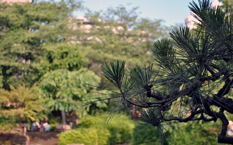 pine branch in a park