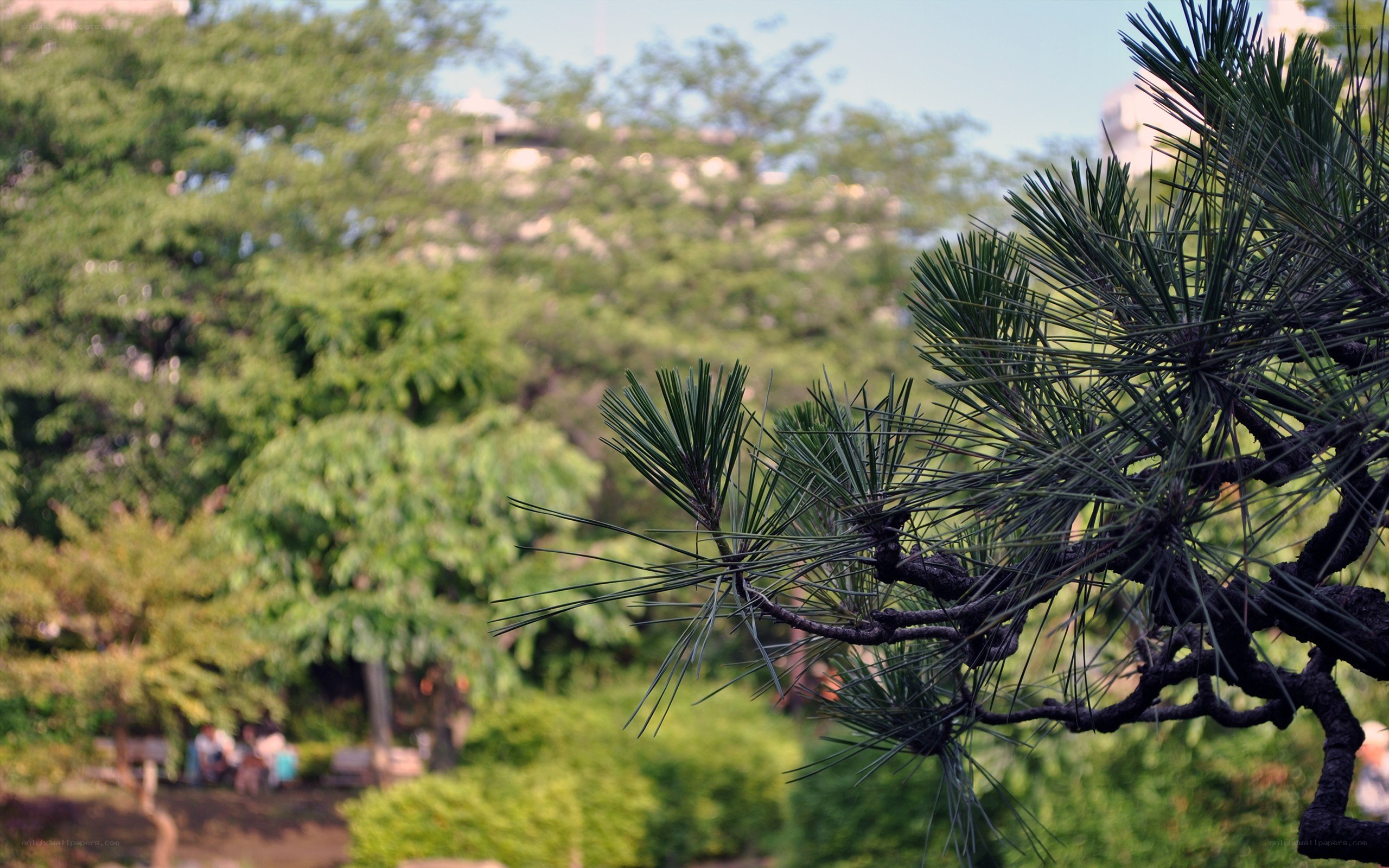 pine branch in a park