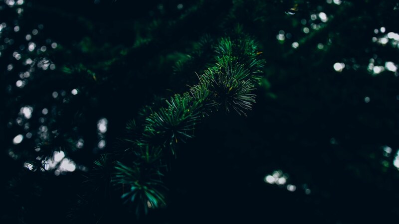 Pine Branch in Dark Forest — Green