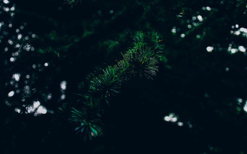 pine branch in dark forest