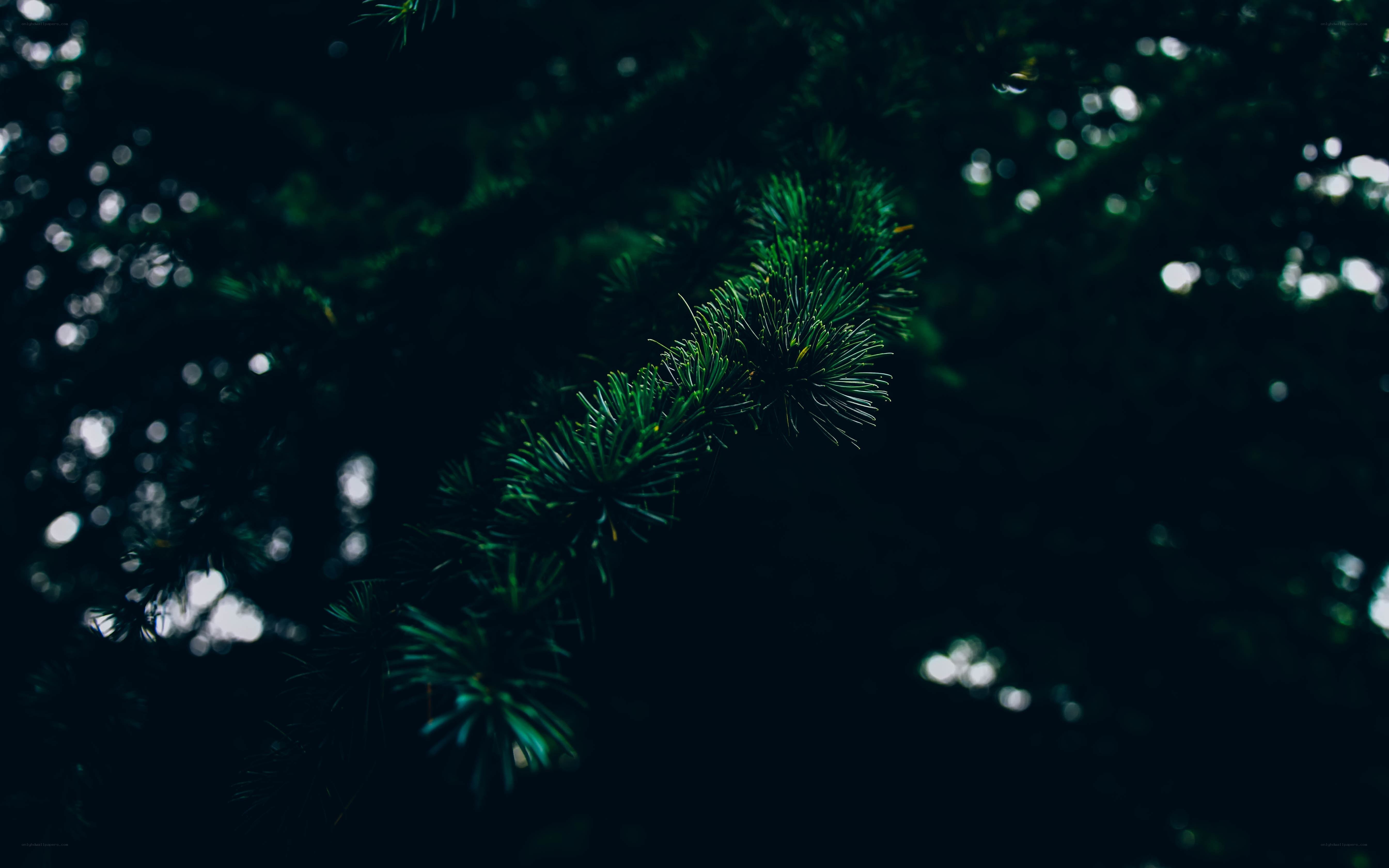 pine branch in dark forest