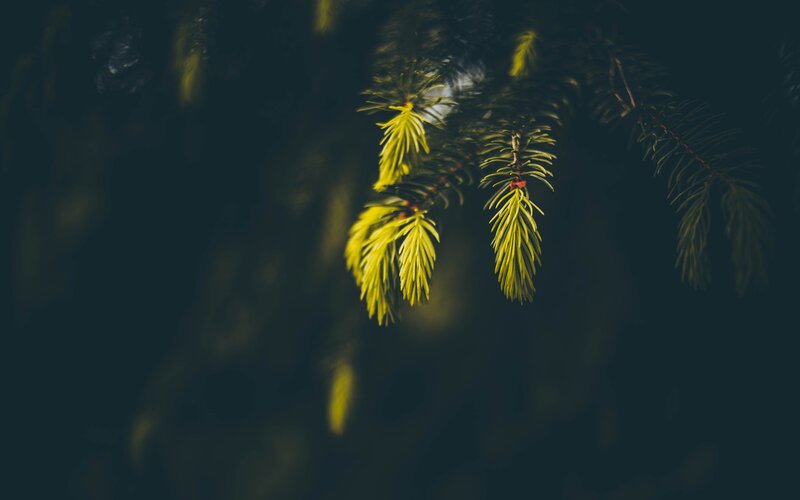 Pine Branch in Dim Light
