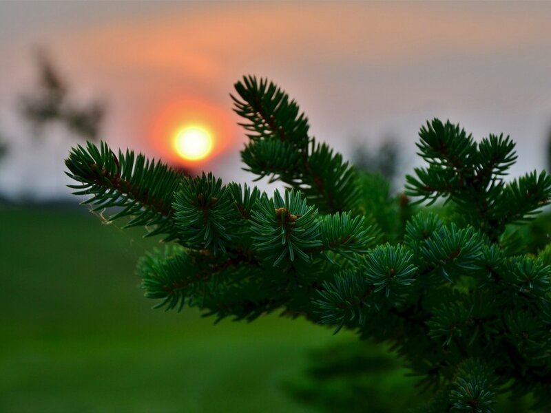 Pine Branch in Foreground