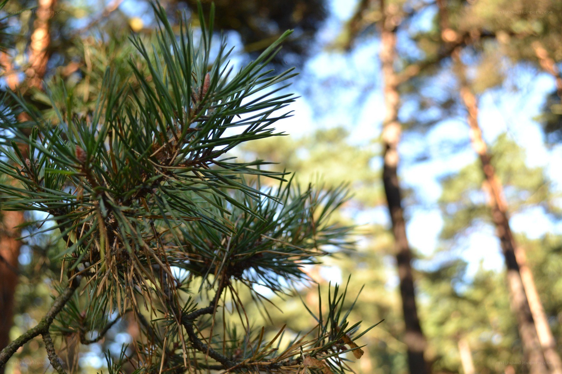 pine branch in forest