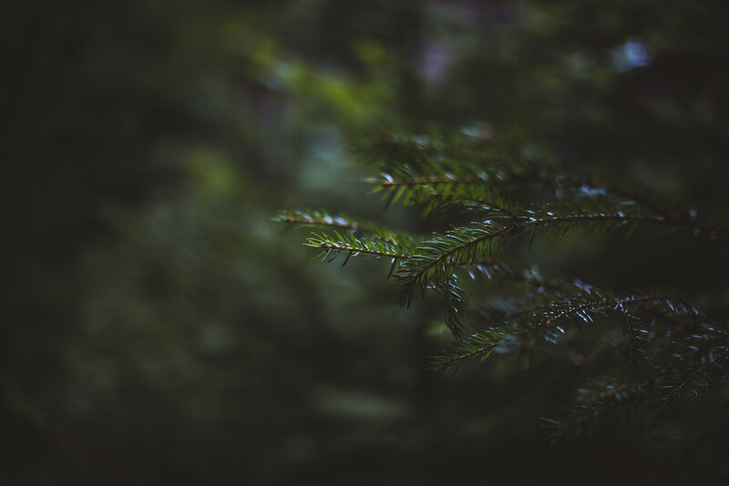 Pine Branch in Forest — Green, Dark
