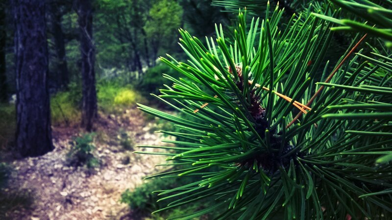 Pine Branch in Forest — Green, Serene, Afternoon