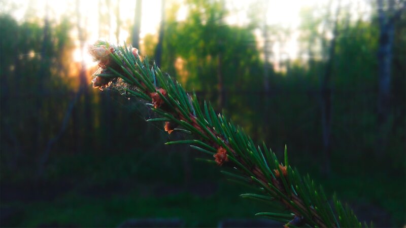 Pine Branch in Forest — Green, Serene, Sunset