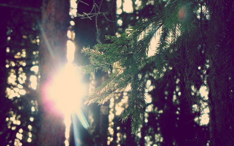 Pine Branch in Forest — Green, Serene