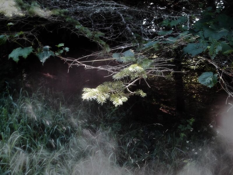 Pine Branch in Forest — Green