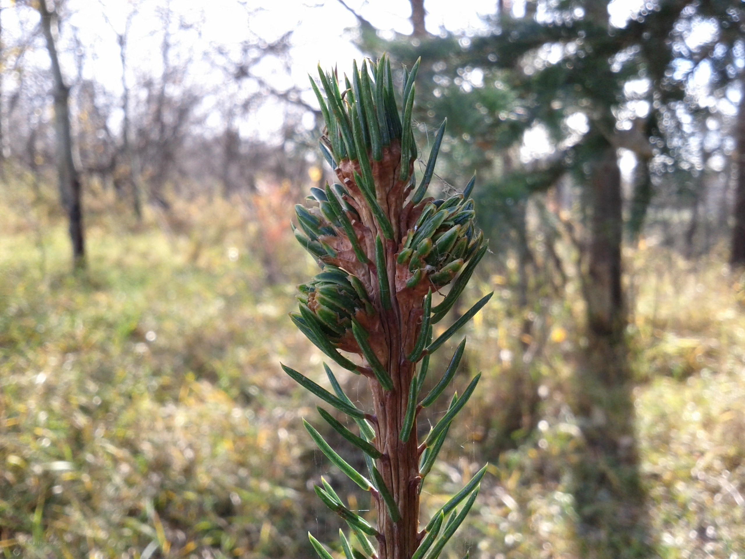 pine branch in forest